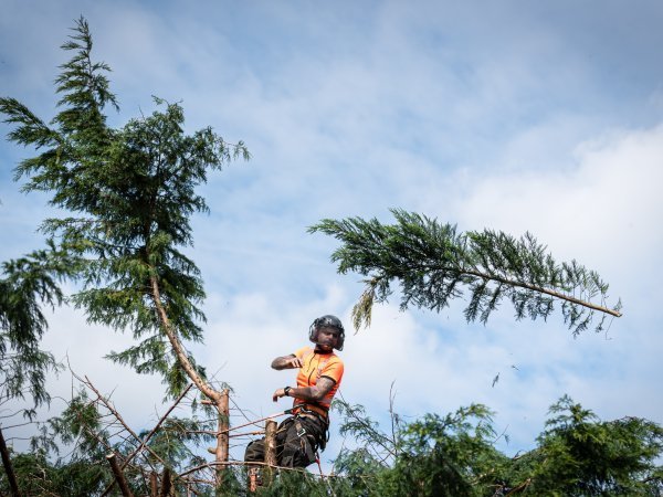 Emergency Tree Services