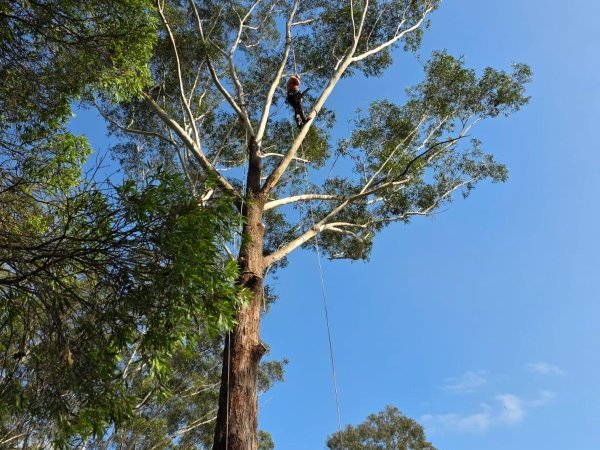 Tree Health Assessments